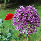 Free shipping 50pcs Giant Allium Globemaster Allium Giganteum Flower Seeds