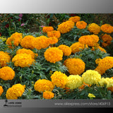 Mixed Chrysanthemum Seeds Perennial Flowering Rose Pink Orange Yellow Red M