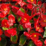 Hot: 50PC / Bag Rare Begonia Seeds Flower Seeds , 20 Colors Bonsai Seeds Fr