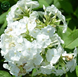 White Verbena seeds Climbing vine flower seeds Primula flower seeds fairy g