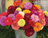 Flower seeds Zinnia Benary's Giant Mix FLOWER SEEDS zinnia seeds garden dec