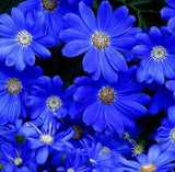 Blue Trailing African Daisy Seeds ,easiest growing flower, hardy plants flo