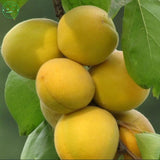 Wholesale 100% authentic Apricots seeds flower seeds rare plants, Bonsai o