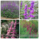 Salvia Leucantha Imported Mexican Bush Sage Pink Flower Seeds, Professional