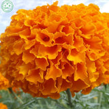 Flower seeds bonsai Giant Yellow & Orange CrackerJack Marigolds! 30 Seeds F