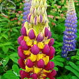 Heirloom Wild Lupine Flowers Mixed Pink White Yellow Red Purple Dark Red co