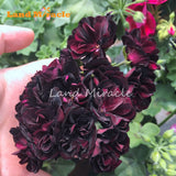 LAND MIRACLE 5PCS Rare Geranium Seeds Black Rose Pelargonium Perennial Flow