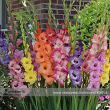 Heirloom New Variety Gladiolus Perennial Flower Seeds, Professional Pack, 5