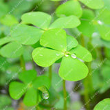 ZLKING 200pcs Lucky Four Leaf Clover Grass Bonsai Seeds Decoration Grow You