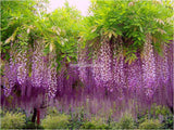 Wisteria Seeds 10seeds/pack,rare bonsai wisteria tree seeds Indoor ornament