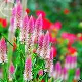 Rare Beautiful White Pink Celosia Spicata Woolflower, 50 Seeds, strong frag