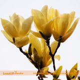 Bright Yellow Yulan Magnolia Flower Seeds, 15 Seeds/Pack, Yulan Flower Magn