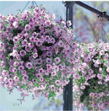 Flower Seeds bonsai Petunia Seeds Shock Wave Mix 200 Pelleted Seeds of NEW