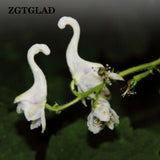 ZGTGLAD 100pcs/lot Rare Swan Flowers Seeds Characteristics Flower seeds Whi