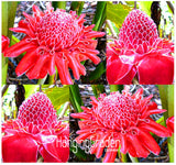 Best Selling!RED Torch Ginger Plant Flower Seeds   Etlingera elatior   Perf