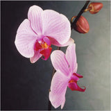 Flower seed Pink Phalaenopsis Seeds Potted Flowers Family garden Bonsai Fou