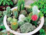 Multifarious Ornamental Plants 100 Mixed Cactus Seeds attractive impressiv