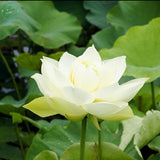 Flower seeds bonsai White Water lilies  lotus seeds /ponds Plants garden Po