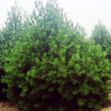 Wholesale Plants Flower Seeds, Lacebark Pine Seeds,Pinus Bungeana Zucc Seed