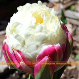 Fresh 50 PCS/Lot Cabbage Rare tulip seeds. Very rare flower seeds garden bo