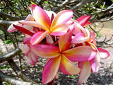 Heirloom 5 Seeds Plumeria mixed Colors Flower Colorful Fresh & High Quality