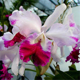 Cattleya Hybrida Flower seeds 20seeds Famous Flowers Orchids seeds Bonsai P