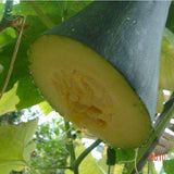 Cut melon seeds vegetable seeds and black flowers with chopped pumpkin seed