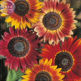 Evening Sun Sunflower, Professional Pack, 20 seeds, Tall Multiple Head Cut