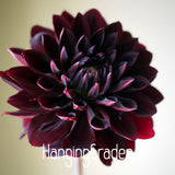 Sale!Rare Black with Red Dahlia Seeds Beautiful Perennial Flowers Seeds Dah