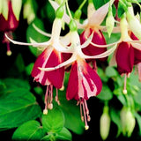 Big sale!100pcs/bag Fuchsia Hybrida seeds, lantern flowers seeds,bonsai pla