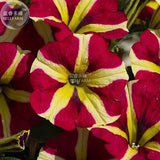 BELLFARM Petunia Heirloom SeedsHarvest by ourselves, 200 seeds, bonsai gard