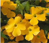 Flower seeds  climbing vine plants seeds,Thunbergia alata can bring good lu