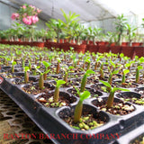 New 5 Pcs per lot Rare Desert Rose Seeds "Dark Night" Adenium Obesum seeds