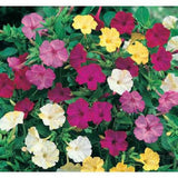 Flower seeds Multicolored Jasmine Flower Seed Four O'clock Mirabilis Jalapa