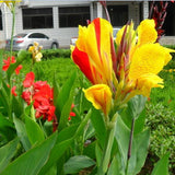 flower seeds bonsai Canna Lily Seeds  CLEOPATRA  Cannaceae  Great Potted P