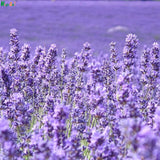 French Provence Lavender Seeds,Very Fragrant Organic,Plant Flower Seeds Hom