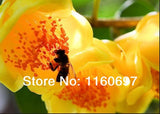 Free Shipping new 2014   flower seeds  35pcs yellow camelia seed for home g