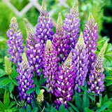 Big sale! Lupine seeds,authentic Colorful Lupine Flower Seeds,beautiful orn