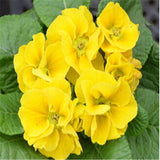 Flower seeds Bonsai (20 pieces/bag) Primrose seed,Primula malacoides,planti