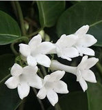 Flower seeds JASMIN DE MADAGASCAR (Stephanotis Floribunda)Z520 WAX FLOWER S