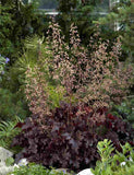 Heuchera(melting)Seeds,Perennial bonsai flower Alumroot seeds for Beautiful