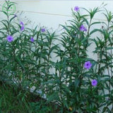 Flower seeds Potted plant seed Mexican petunias Seed  Ruellia brittoniana S