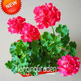 New Fresh Seeds 20 Seed/Lot Hot Pink Univalve Geranium Seeds Perennial Flow