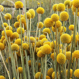 Rare Beautiful Golden Yellow Craspedia Flowers, 10 Seeds, Light fragrant ga