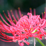 New Fresh Seeds Lycoris Seeds Potted Seed Lycoris Flower Seed Garden Plants