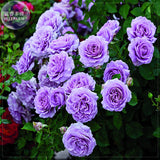 'Pu bu' Purple Big Blooms Climbing Rose Seeds, Professional Pack, 50 seeds,