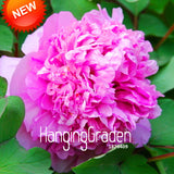 New Arrival!Multicolor Heap Heart Chiese Peony Flower Seeds Potted Flowers