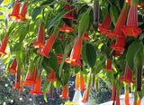 Large Red Angel's Trumpet Flower Seeds, Red Brugmansia Solanaceae Flower Se