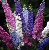 Flower seeds Delphinium Mix   Delphinium Cultorum Family garden Potted plan