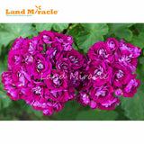 LAND MIRACLE 5 PCS  Rare Geranium Seeds Appleblossom Rosebud Pelargonium Pe